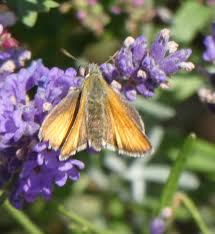Attēlu rezultāti vaicājumam “Thymelicus sylvestris underside”