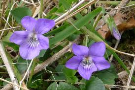 Attēlu rezultāti vaicājumam “Viola riviniana flower”