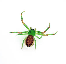 Attēlu rezultāti vaicājumam “Diaea dorsata”