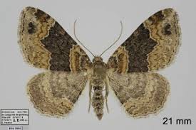 Attēlu rezultāti vaicājumam “Xanthorhoe ferrugata”