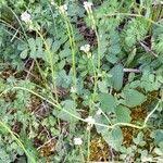 Attēlu rezultāti vaicājumam “Arabis hirsuta fruit”