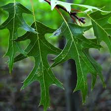 Attēlu rezultāti vaicājumam “Quercus”