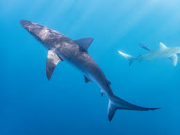 Image result for Carcharhinus galapagensis