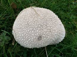 Attēlu rezultāti vaicājumam “Calvatia utriformis”