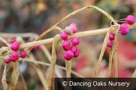 Attēlu rezultāti vaicājumam “Polygonatum verticillatum”