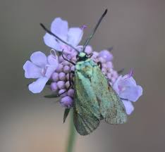 Attēlu rezultāti vaicājumam “Adscita statices”