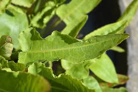 Attēlu rezultāti vaicājumam “Rumex aquaticus bud”
