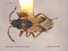 Attēlu rezultāti vaicājumam “Scolopostethus thomsoni”