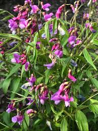 Attēlu rezultāti vaicājumam “Lathyrus vernus bud”