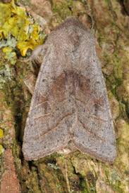 Attēlu rezultāti vaicājumam “Orthosia opima”