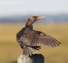 Image result for Phalacrocorax auritus