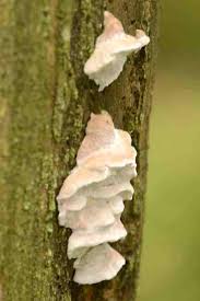 Attēlu rezultāti vaicājumam “Aurantiporus fissilis”