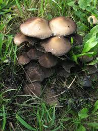 Attēlu rezultāti vaicājumam “Oxyrrhynchium hians var. rigidum macro”