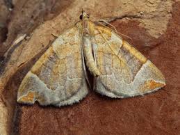 Attēlu rezultāti vaicājumam “Eulithis testata”