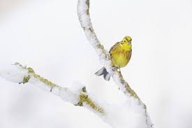 Attēlu rezultāti vaicājumam “Emberiza citrinella”