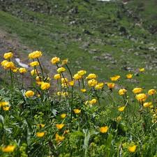 Attēlu rezultāti vaicājumam “Trollius europaeus flower”