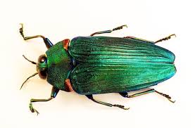 Attēlu rezultāti vaicājumam “Buprestidae”