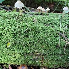 Attēlu rezultāti vaicājumam “Dicranum flagellare”