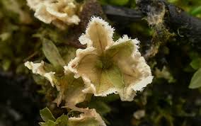 Attēlu rezultāti vaicājumam “Rimbachia neckerae”