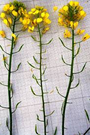 Attēlu rezultāti vaicājumam “Sinapis alba”