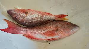 Image result for Lutjanus analis