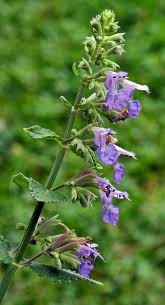 Image result for Katzenminze