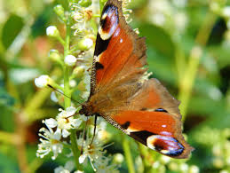 Attēlu rezultāti vaicājumam “Inachis io”