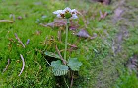 Attēlu rezultāti vaicājumam “Moneses uniflora flower”