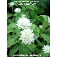 Image result for Kugelamarant