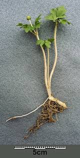 Attēlu rezultāti vaicājumam “Adoxa moschatellina”