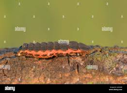 Attēlu rezultāti vaicājumam “Lampyris noctiluca larva”