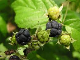 Attēlu rezultāti vaicājumam “Rubus caesius fruit”