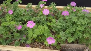 Attēlu rezultāti vaicājumam “Geranium sanguineum”