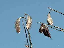 Attēlu rezultāti vaicājumam “Gymnocladus dioicus bud”