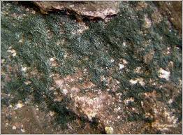 Attēlu rezultāti vaicājumam “Cystocoleus ebeneus”