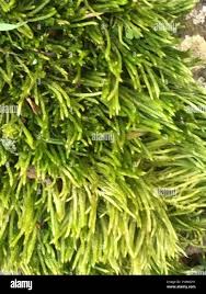 Attēlu rezultāti vaicājumam “Brachythecium albicans”