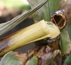 Attēlu rezultāti vaicājumam “Craterium aureum stalked”
