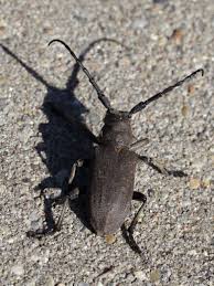 Attēlu rezultāti vaicājumam “Lamia textor”