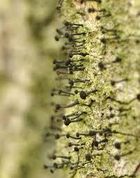 Attēlu rezultāti vaicājumam “Calicium viride”