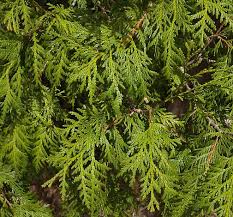 Attēlu rezultāti vaicājumam “Thuja occidentalis leaf”