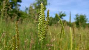 Attēlu rezultāti vaicājumam “Cynosurus cristatus flower”
