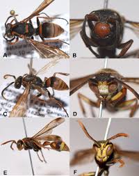 Attēlu rezultāti vaicājumam “Polistes”