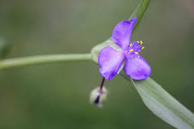 Attēlu rezultāti vaicājumam “Tradescantia virginiana flower”