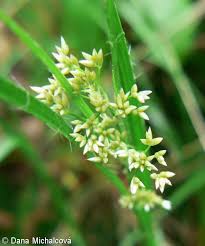 Attēlu rezultāti vaicājumam “Luzula luzuloides”