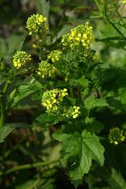 Attēlu rezultāti vaicājumam “Sinapis alba leaf”