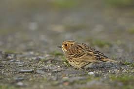 Image result for Emberiza pusilla