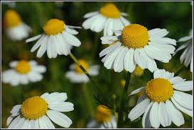 Attēlu rezultāti vaicājumam “Matricaria chamomilla flower”