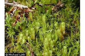 Attēlu rezultāti vaicājumam “Barbilophozia lycopodioides”