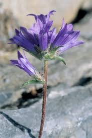 Image result for Campanula lingulata