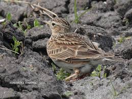 Image result for Alauda arvensis